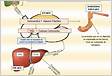 7 Metabolismo de Proteínas Ruminantes